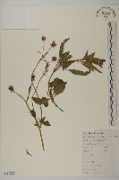 藏品(白花鬼針)的圖片