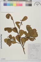 藏品(鈍齒鼠李)的圖片