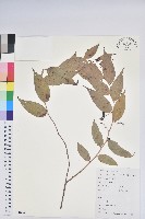 藏品(滿山香)的圖片