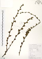 藏品(灰木)的圖片