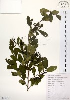 藏品(灰木)的圖片