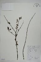 藏品(燈稱花、烏雞骨)的圖片