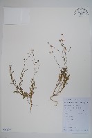 藏品(細葉蘭花參)的圖片