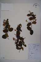 藏品(忍冬、金銀花)的圖片