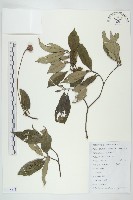 藏品(狹葉四照花)的圖片