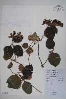 藏品(羊乳、四葉參)的圖片