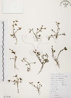 藏品(馬齒莧)的圖片