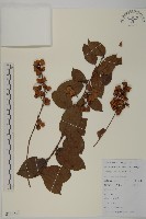 藏品(雷公藤)的圖片