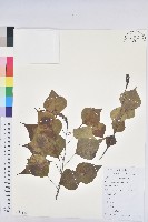 藏品(烏臼)的圖片