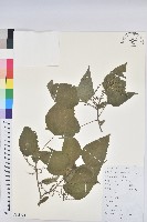 藏品(假扎包葉)的圖片