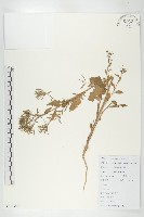 藏品(葶藶)的圖片