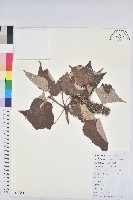 藏品(白背葉)的圖片