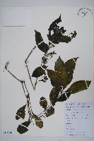 藏品(少花馬藍)的圖片