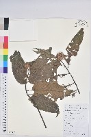 藏品(錐栗)的圖片