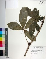 藏品(臺灣野牡丹藤)的圖片