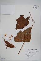 藏品(坪林秋海棠)的圖片