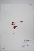 藏品(南投秋海棠)的圖片