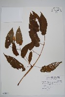 藏品(藤枝秋海棠)的圖片