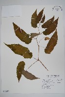 藏品(藤枝秋海棠)的圖片