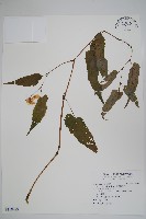 藏品(臺灣秋海棠)的圖片