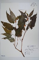 藏品(臺灣秋海棠)的圖片