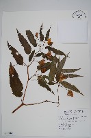 藏品(臺灣秋海棠)的圖片