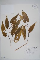 藏品(臺灣秋海棠)的圖片