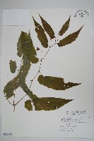 藏品(臺灣秋海棠)的圖片