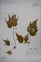 藏品(南台灣秋海棠)的圖片