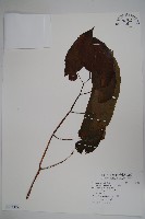 藏品(圓果秋海棠)的圖片