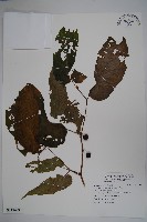 藏品(圓果秋海棠)的圖片