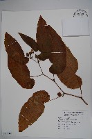 藏品(圓果秋海棠)的圖片