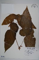 藏品(圓果秋海棠)的圖片