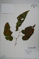 藏品(圓果秋海棠)的圖片