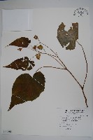 藏品(溪頭秋海棠)的圖片