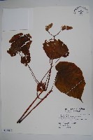 藏品(溪頭秋海棠)的圖片