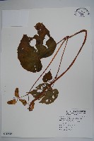 藏品(溪頭秋海棠)的圖片