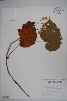 藏品(溪頭秋海棠)的圖片