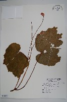 藏品(溪頭秋海棠)的圖片