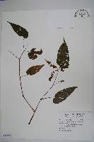 藏品(武威山秋海棠)的圖片