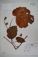 藏品(溪頭秋海棠)的圖片