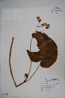 藏品(溪頭秋海棠)的圖片