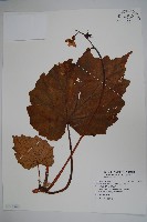 藏品(溪頭秋海棠)的圖片