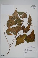 藏品(水鴨腳)的圖片