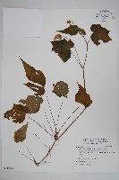 藏品(水鴨腳)的圖片