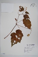 藏品(水鴨腳)的圖片