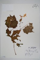 藏品(水鴨腳)的圖片