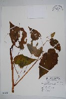 藏品()的圖片