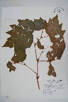 藏品(裂葉秋海棠、巒大秋海棠)的圖片