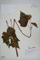 藏品(裂葉秋海棠、巒大秋海棠)的圖片